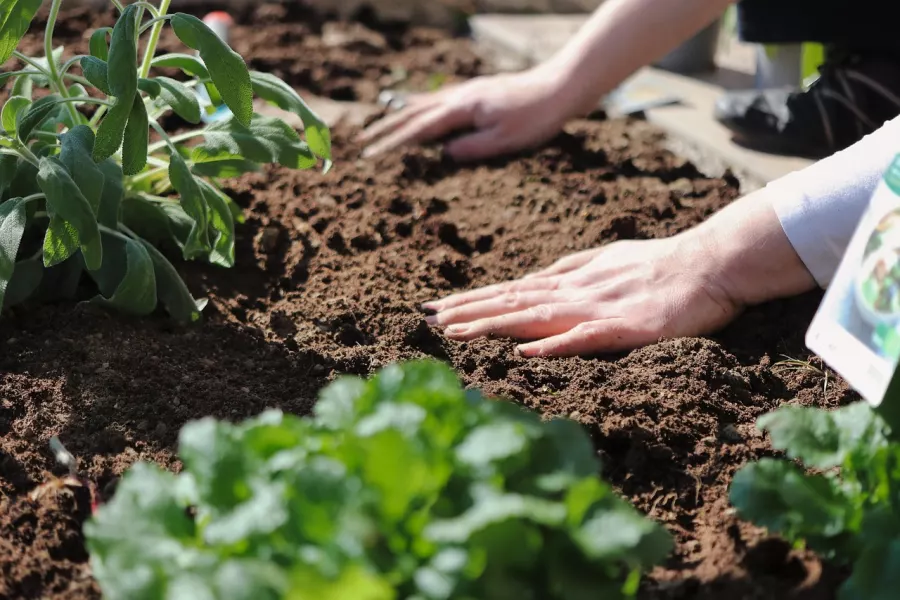 Mains plantant une jeune pousse dans la terre, au potager